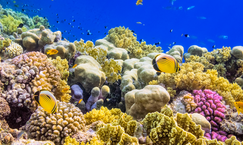 Loty do Marsa Alam zostają na zimę
